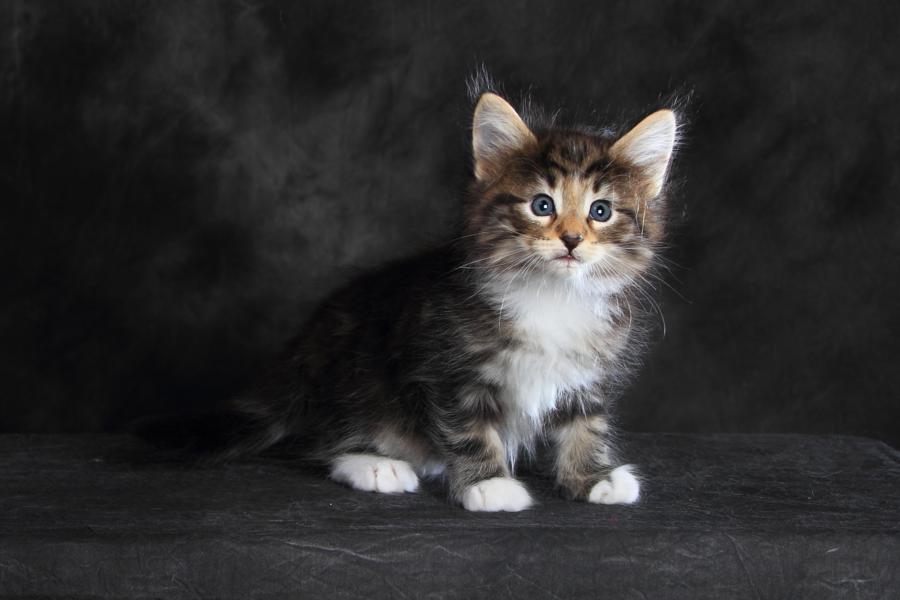 Qantaro (41 Tage alt)