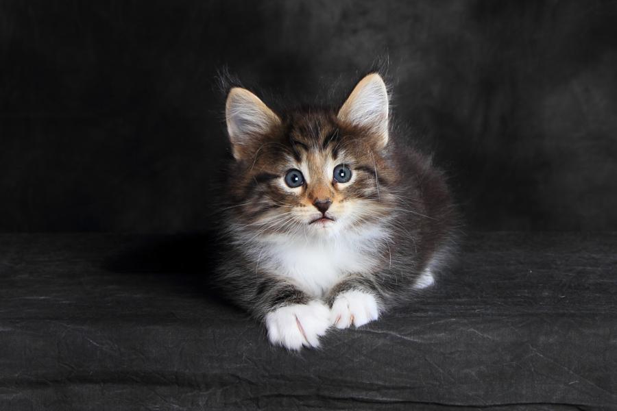 Qantaro (41 Tage alt)