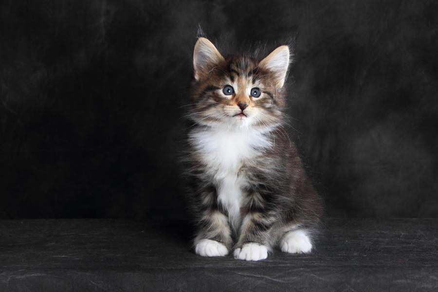 Qantaro (41 Tage alt)