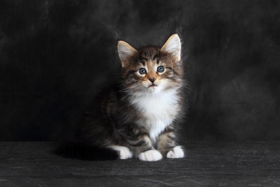 Qantaro (41 Tage alt)