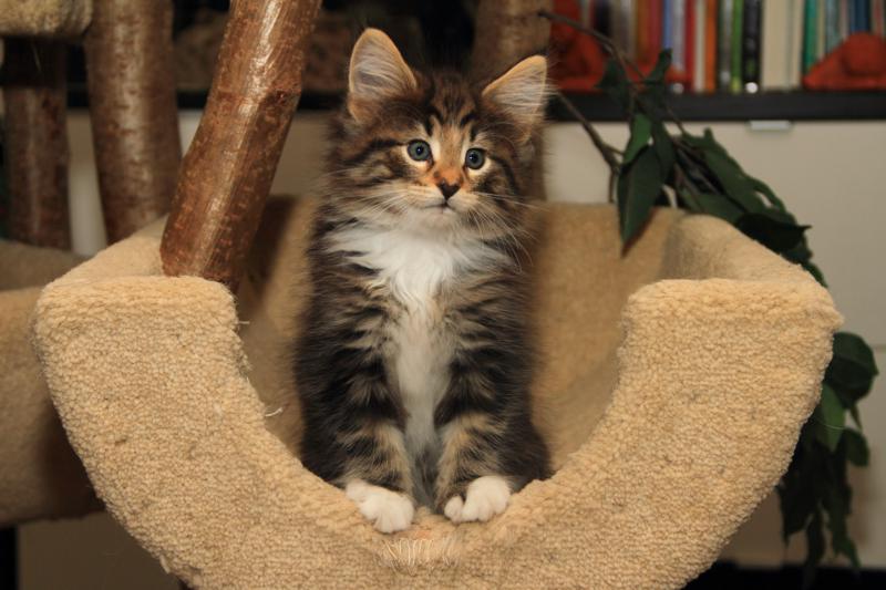 Qantaro (49 Tage alt)