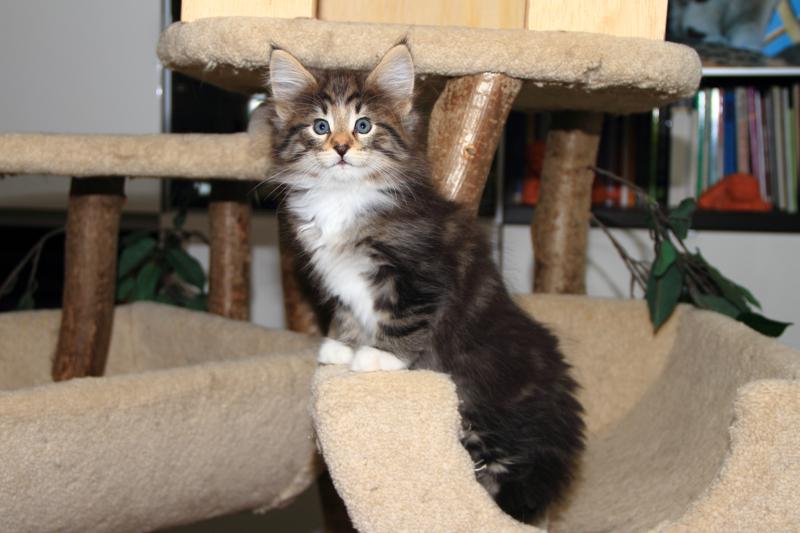 Qantaro (49 Tage alt)