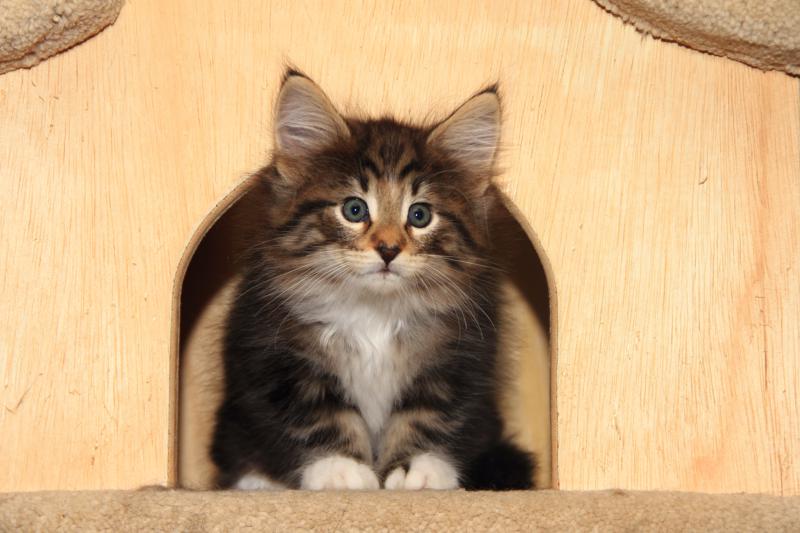 Qantaro (49 Tage alt)