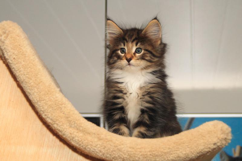 Qantaro (49 Tage alt)