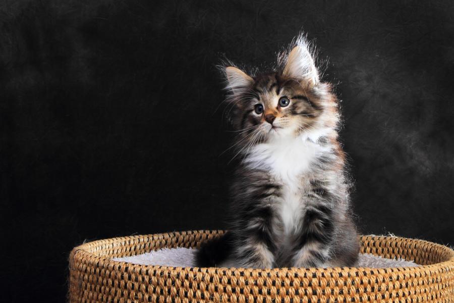 Qantaro (57 Tage alt)