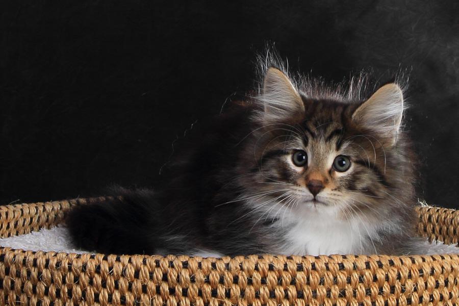 Qantaro (57 Tage alt)