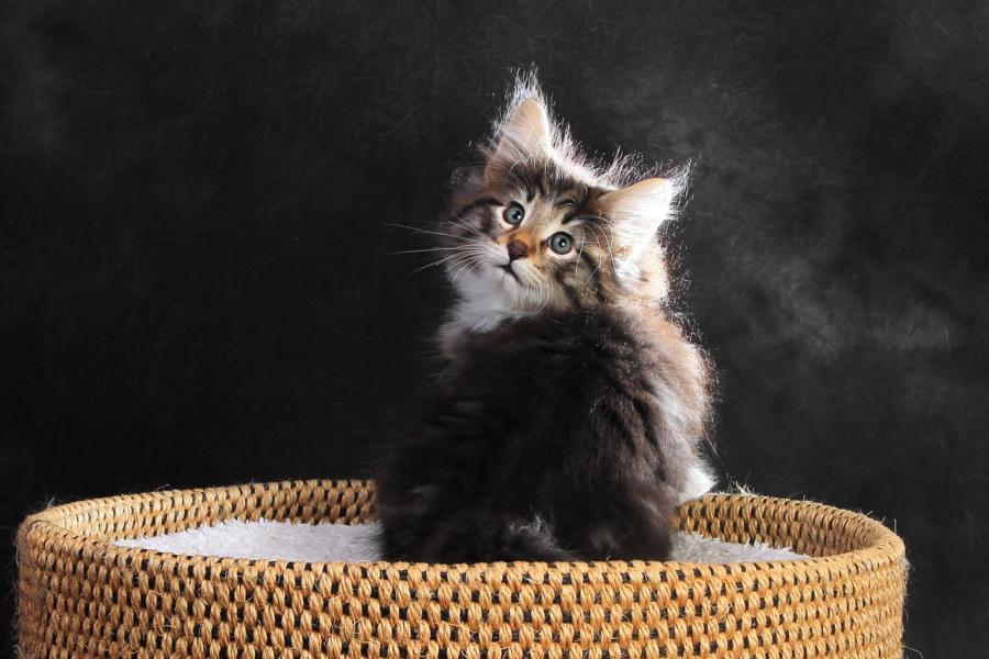 Qantaro (57 Tage alt)