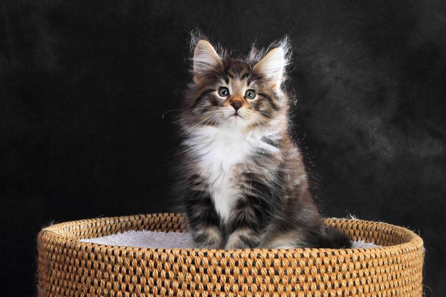 Qantaro (57 Tage alt)