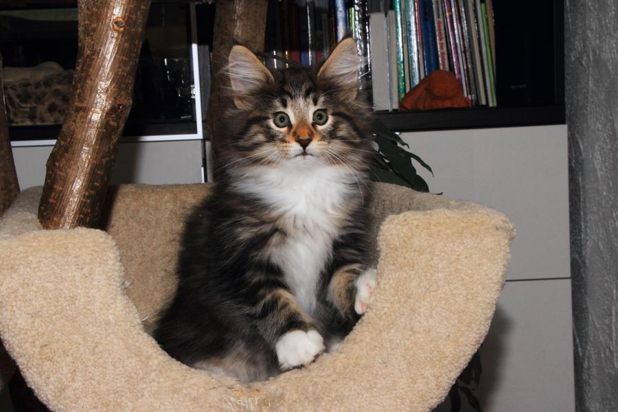 Qantaro (65 Tage alt)