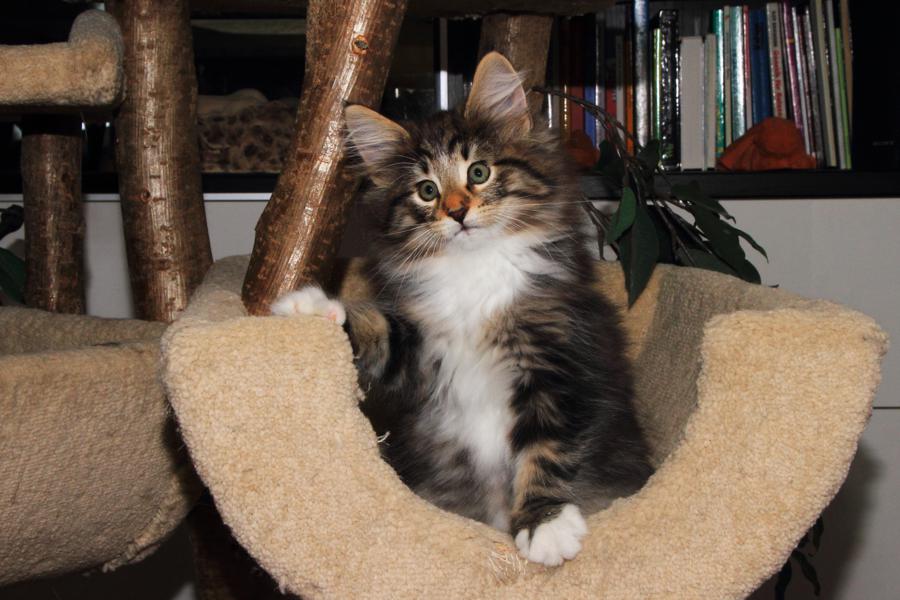 Qantaro (65 Tage alt)