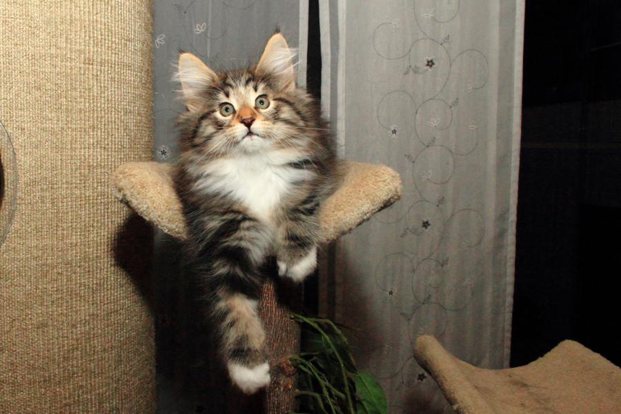 Qantaro (65 Tage alt)