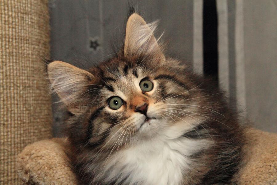 Qantaro (65 Tage alt)