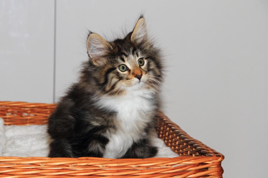 Qantaro (70 Tage alt)