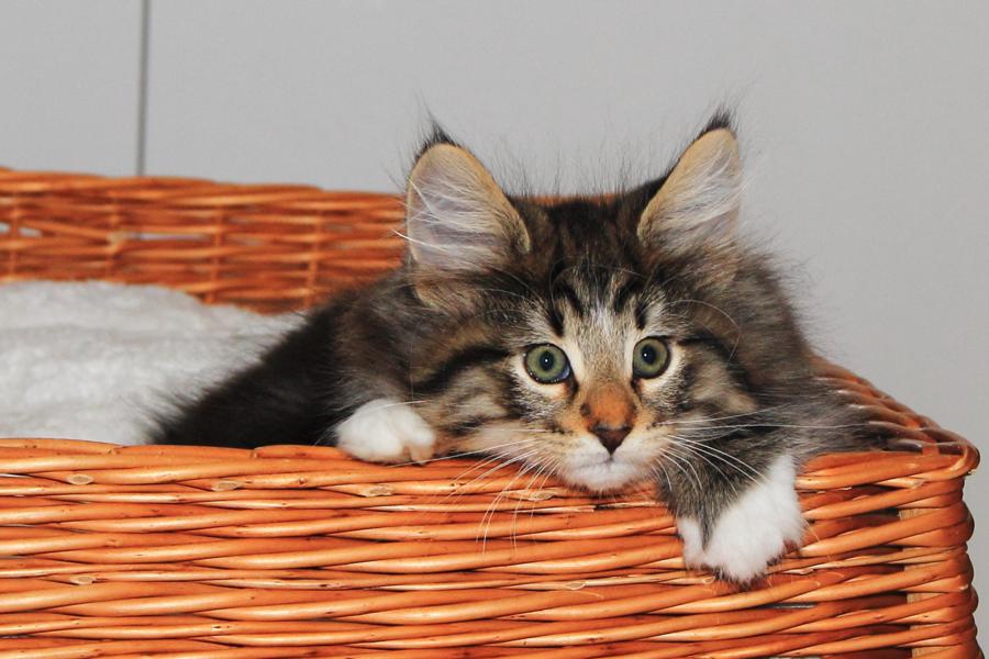 Qantaro (70 Tage alt)