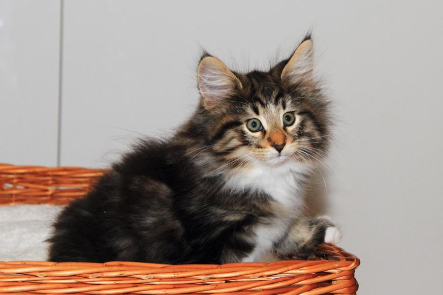 Qantaro (70 Tage alt)