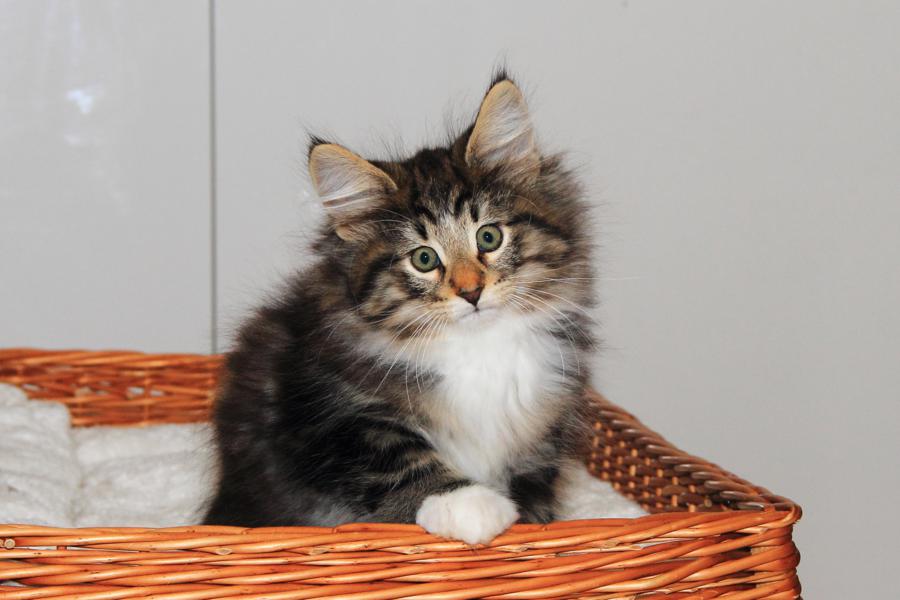 Qantaro (70 Tage alt)