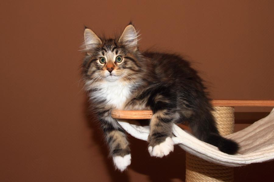 Qantaro (77 Tage alt)