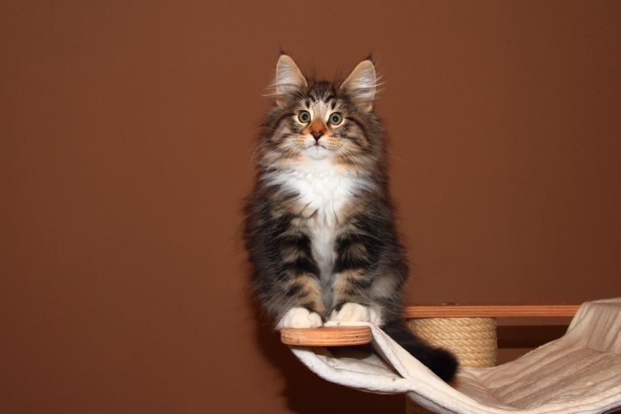 Qantaro (77 Tage alt)