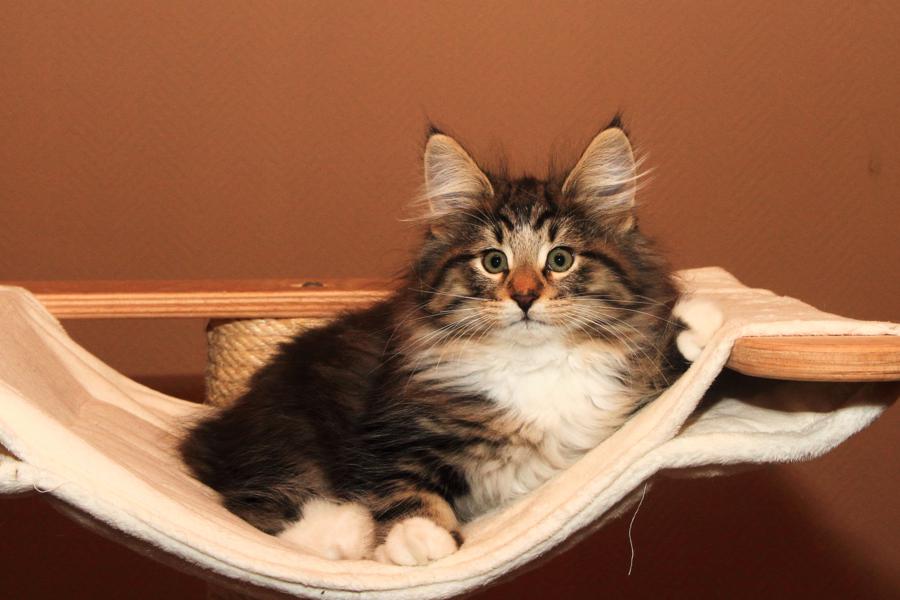 Qantaro (77 Tage alt)