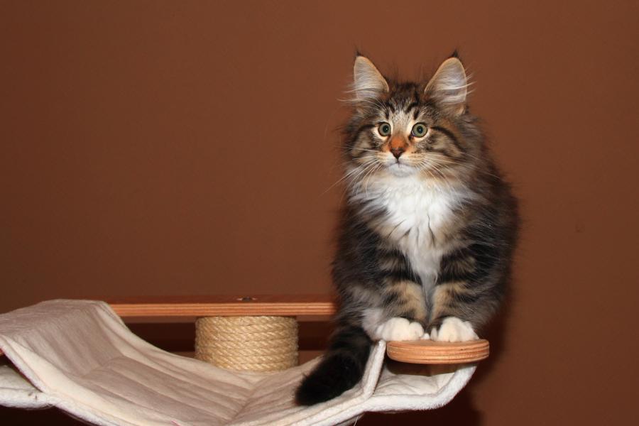 Qantaro (77 Tage alt)