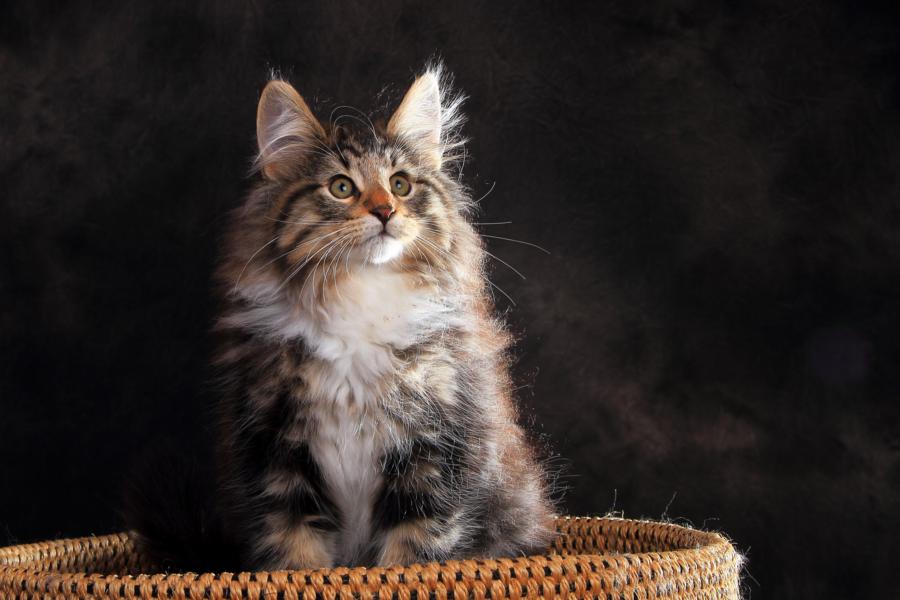 Qantaro (84 Tage alt)