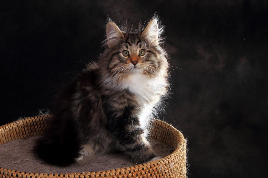 Qantaro (84 Tage alt)