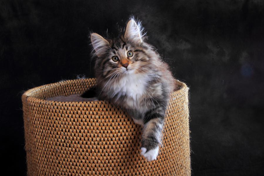 Qantaro (84 Tage alt)