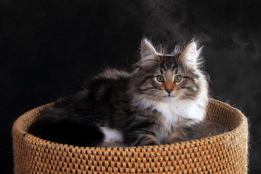 Qantaro (84 Tage alt)