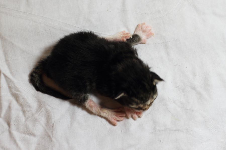 Quattro (0 Tage alt)