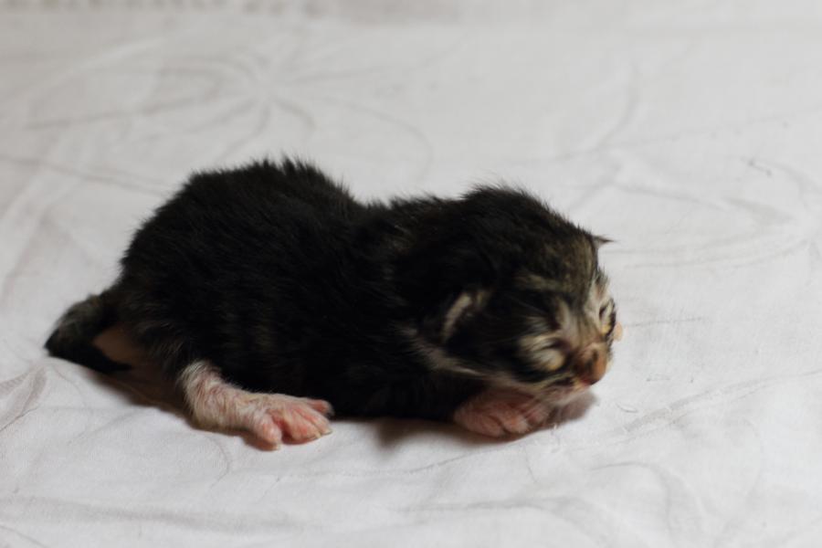 Quattro (0 Tage alt)