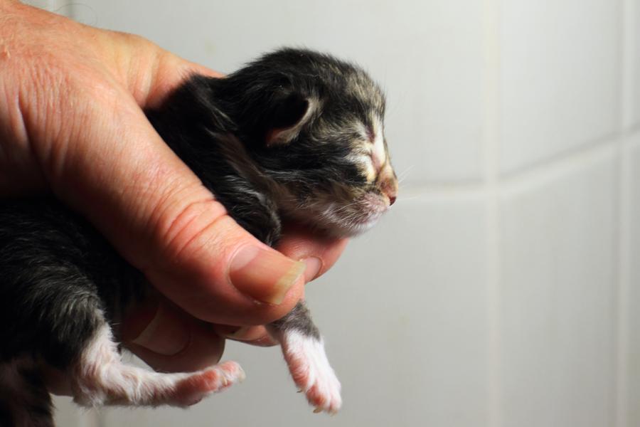 Quattro (0 Tage alt)