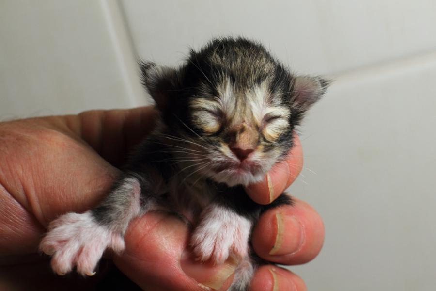 Quattro (0 Tage alt)