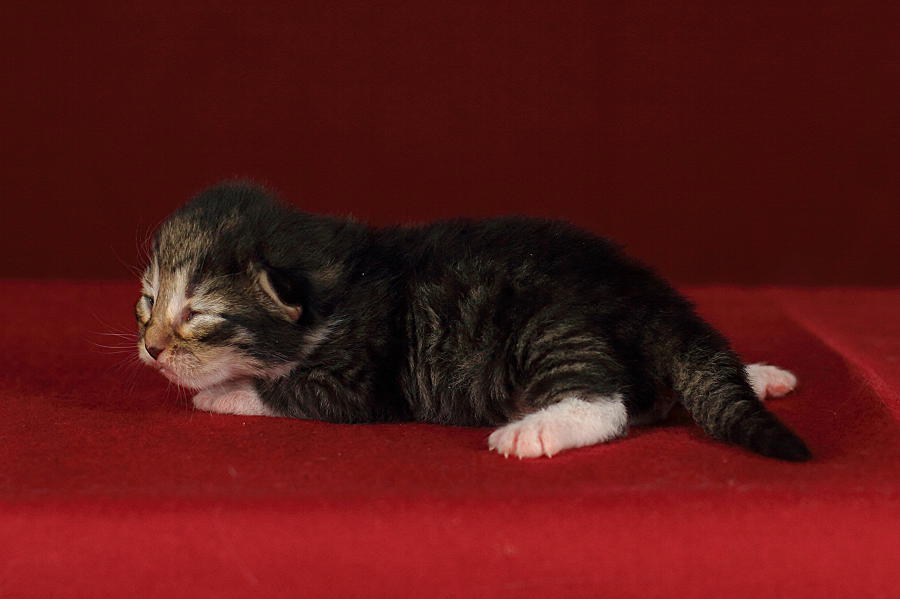 Quattro (6 Tage alt)