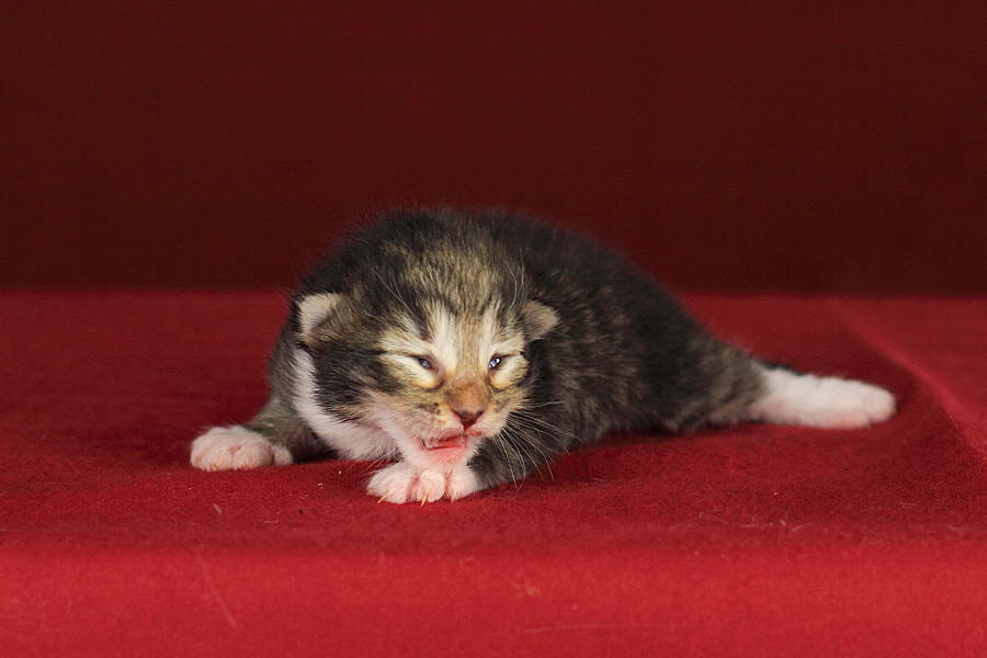 Quattro (6 Tage alt)