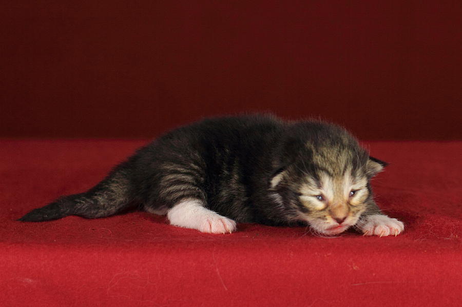 Quattro (6 Tage alt)