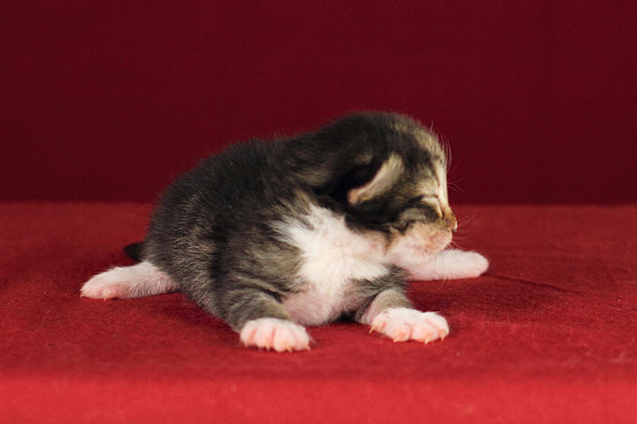 Quattro (6 Tage alt)