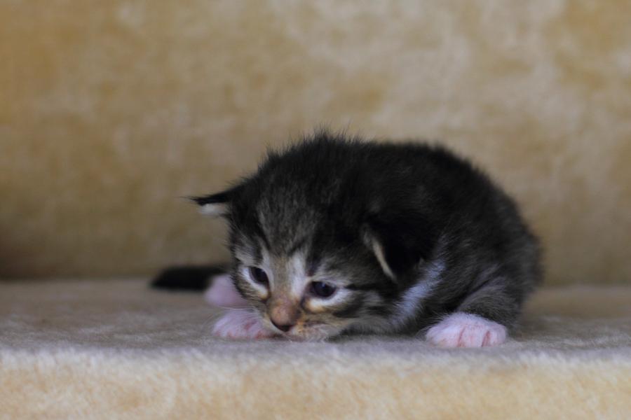 Quattro (14 Tage alt)