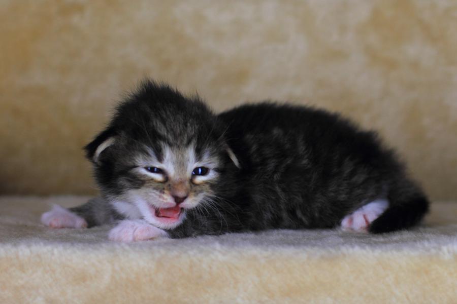 Quattro (14 Tage alt)