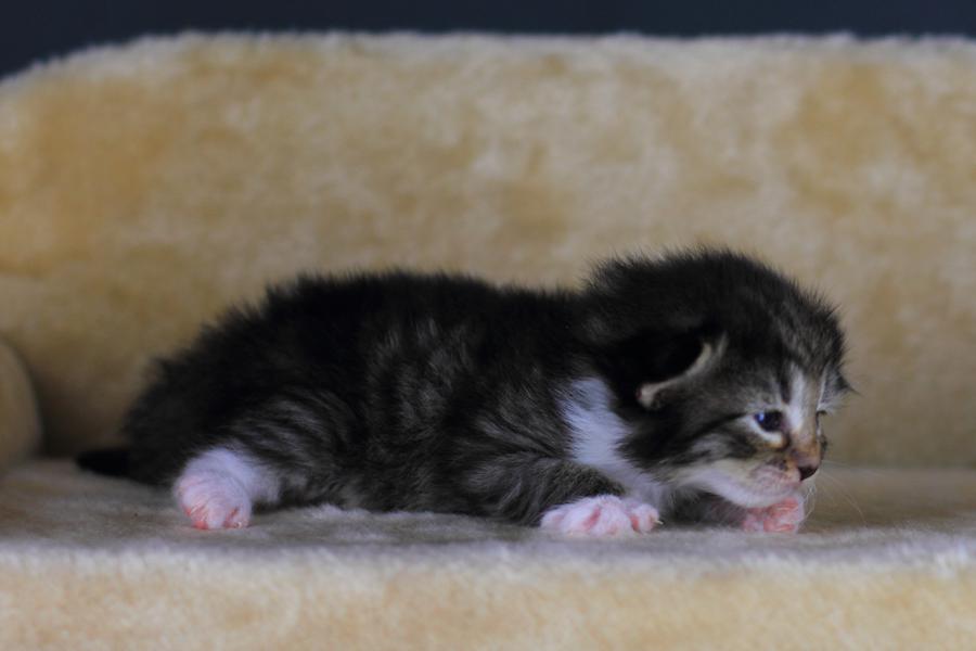 Quattro (14 Tage alt)