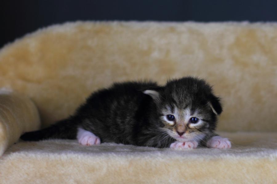 Quattro (14 Tage alt)