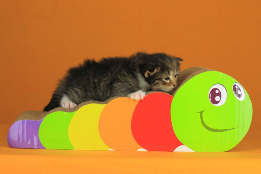 Quattro (21 Tage alt)