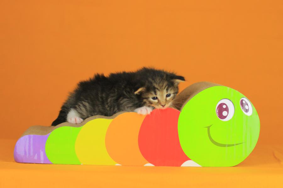 Quattro (21 Tage alt)