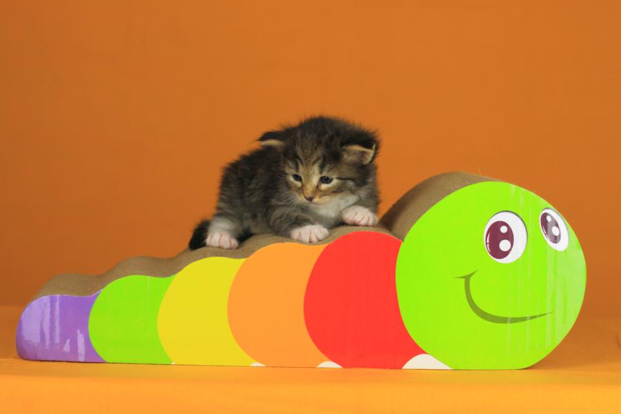 Quattro (21 Tage alt)