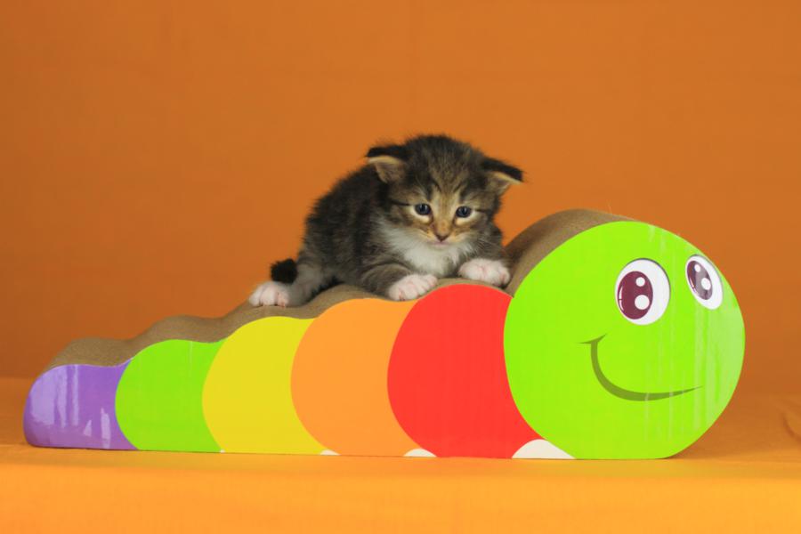 Quattro (21 Tage alt)