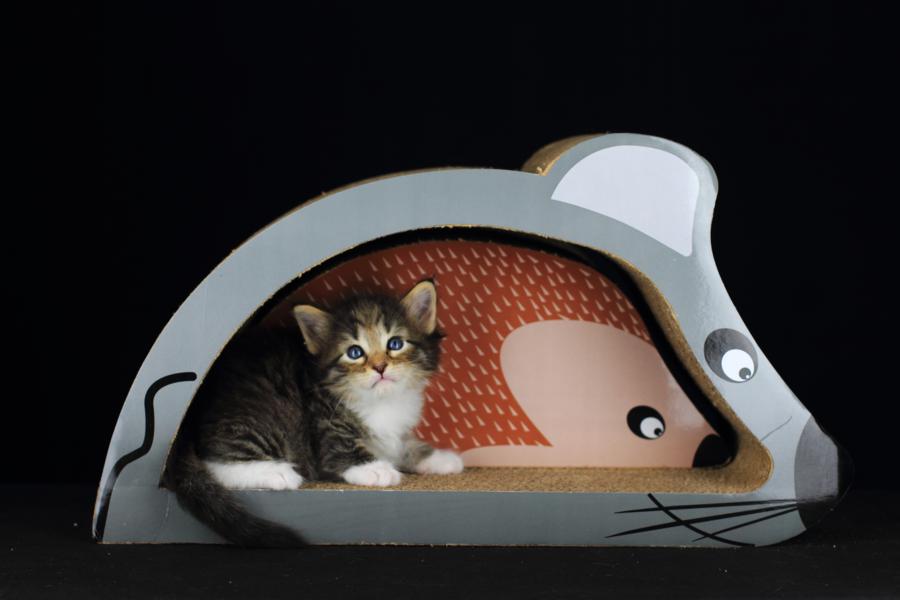 Quattro (28 Tage alt)