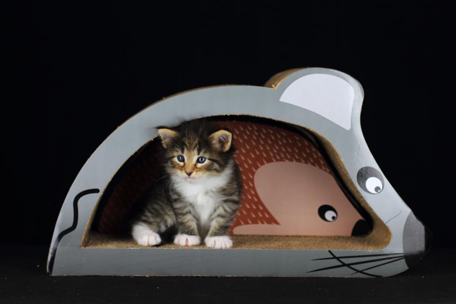 Quattro (28 Tage alt)