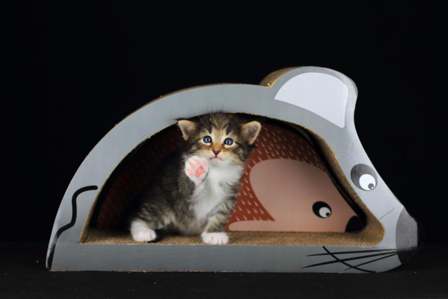 Quattro (28 Tage alt)