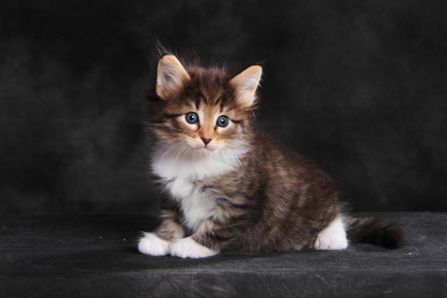 Quattro (35 Tage alt)