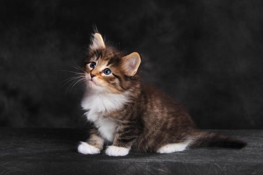 Quattro (35 Tage alt)