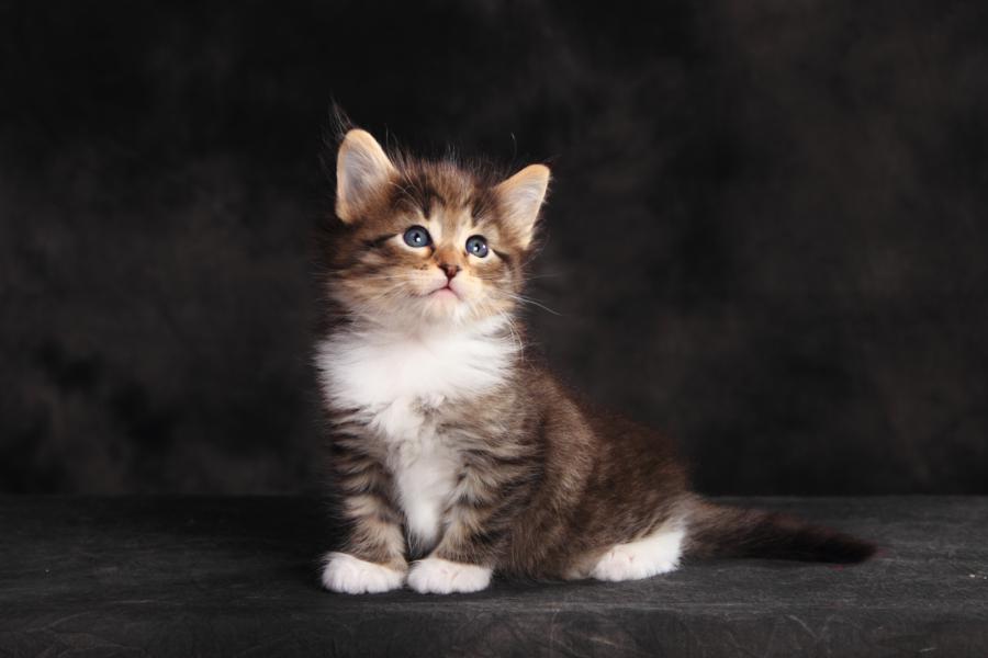 Quattro (35 Tage alt)